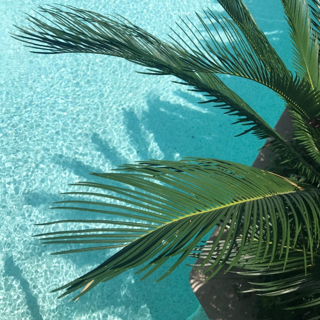 Bild einer Palme mit Wasser im Hintergrund